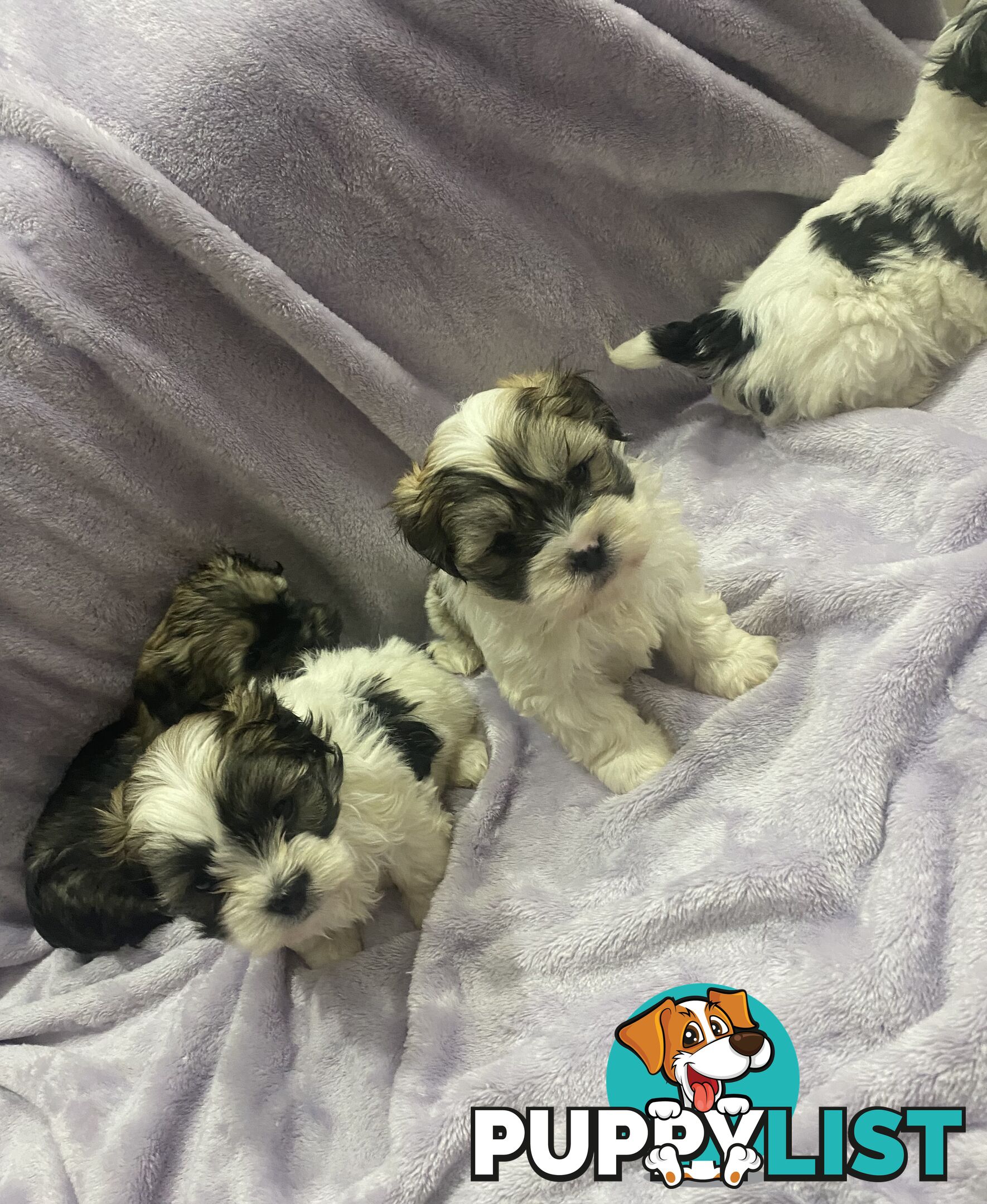 Maltese Shitzu Pupps