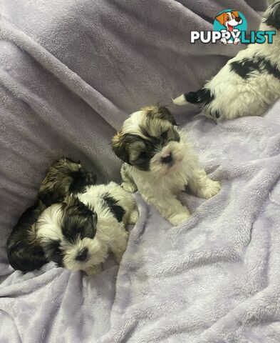 Maltese Shitzu Pupps