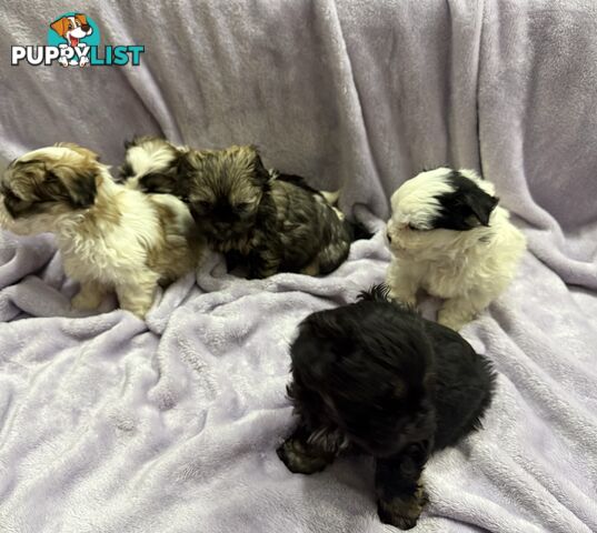 Maltese Shitzu Pupps