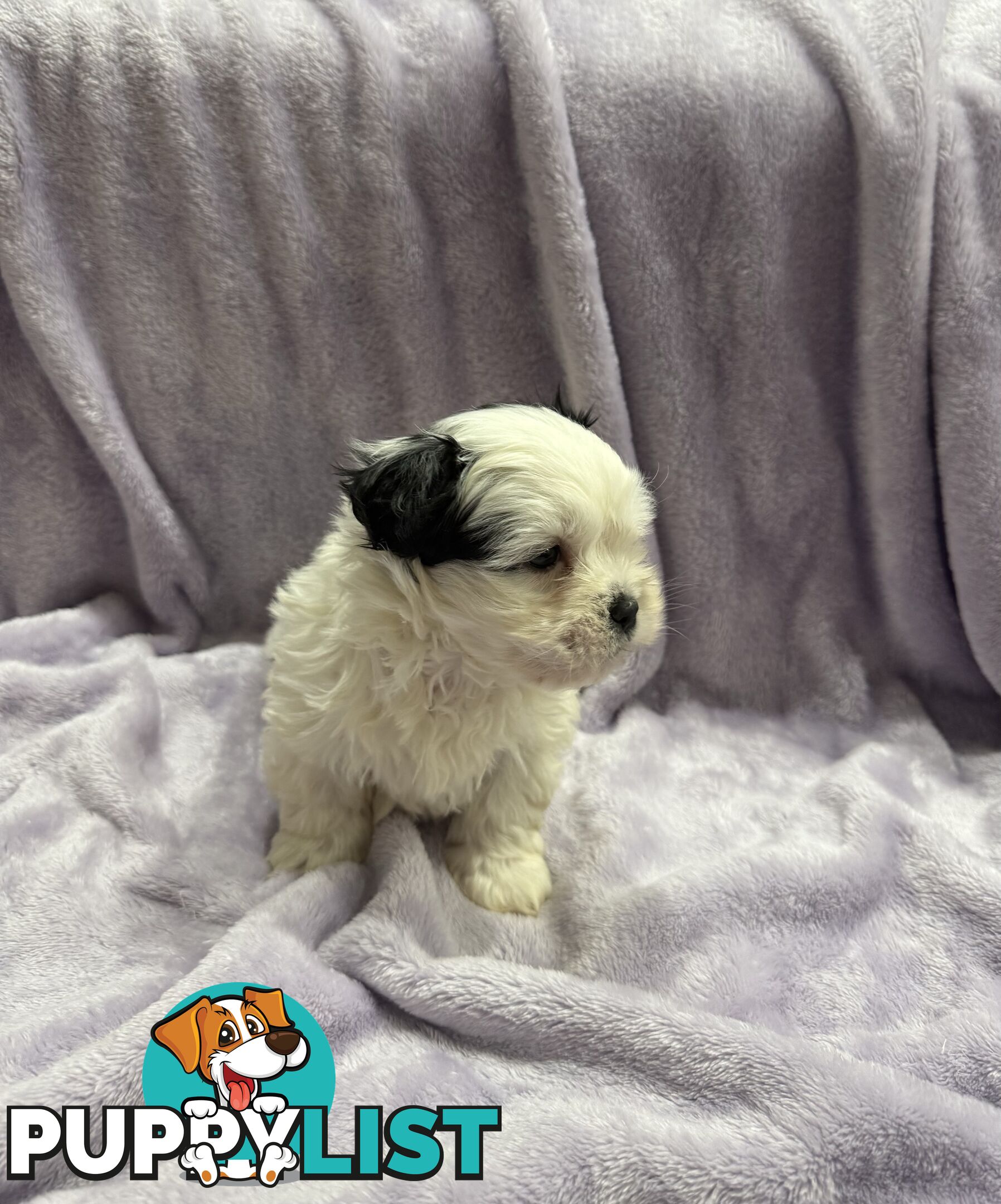 Maltese Shitzu Pupps