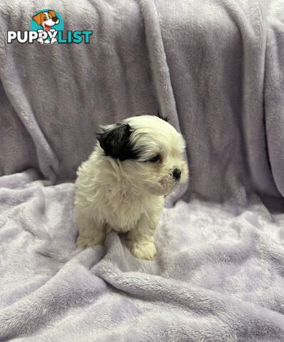 Maltese Shitzu Pupps
