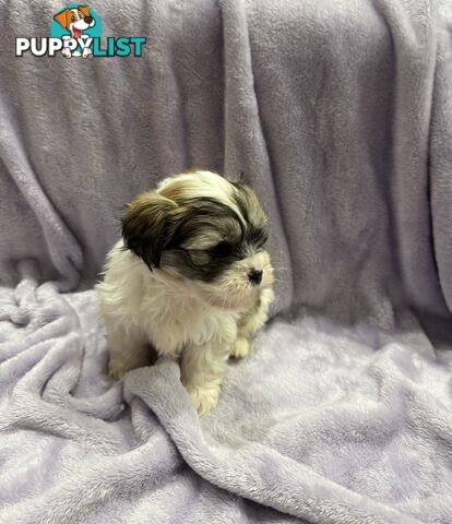 Maltese Shitzu Pupps