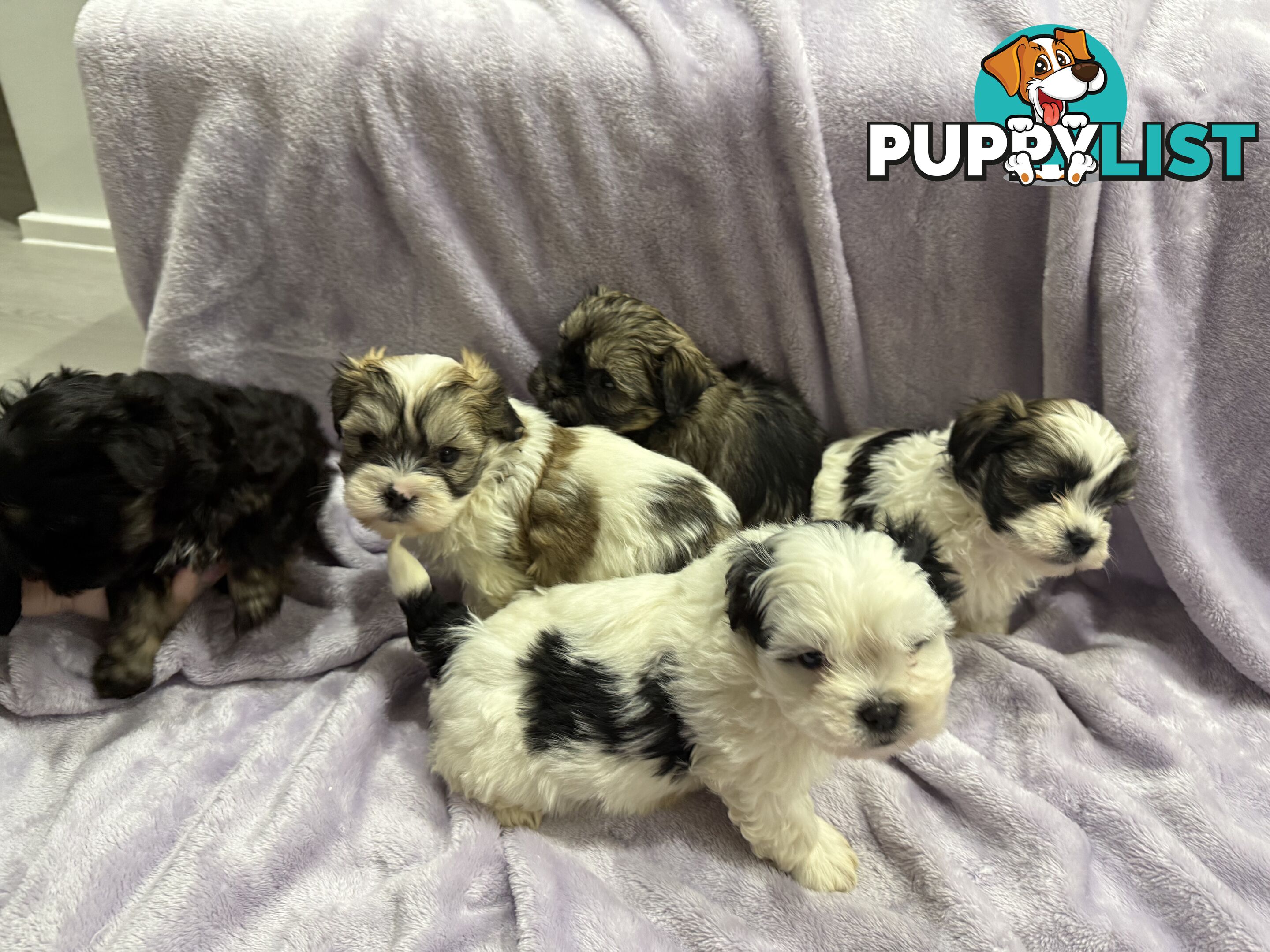 Maltese Shitzu Pupps