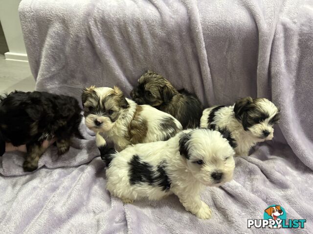 Maltese Shitzu Pupps