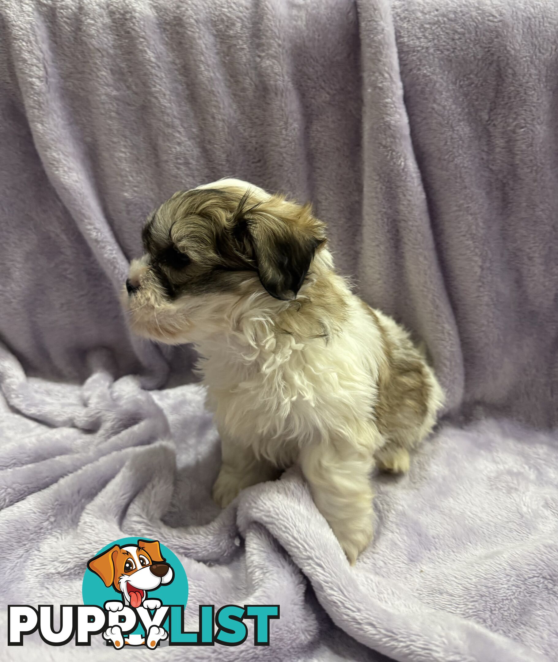Maltese Shitzu Pupps