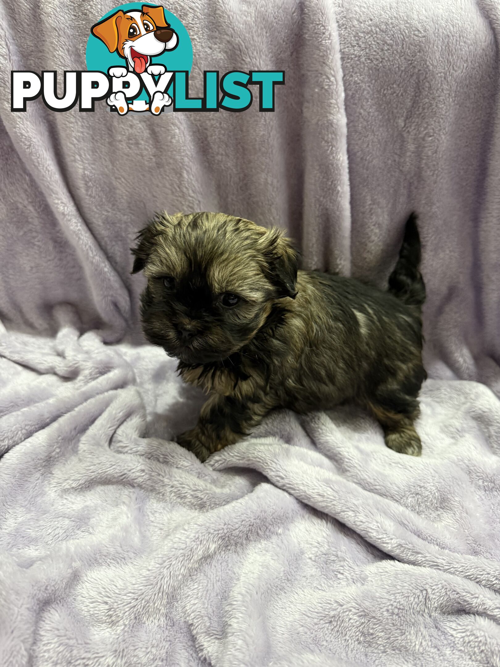 Maltese Shitzu Pupps