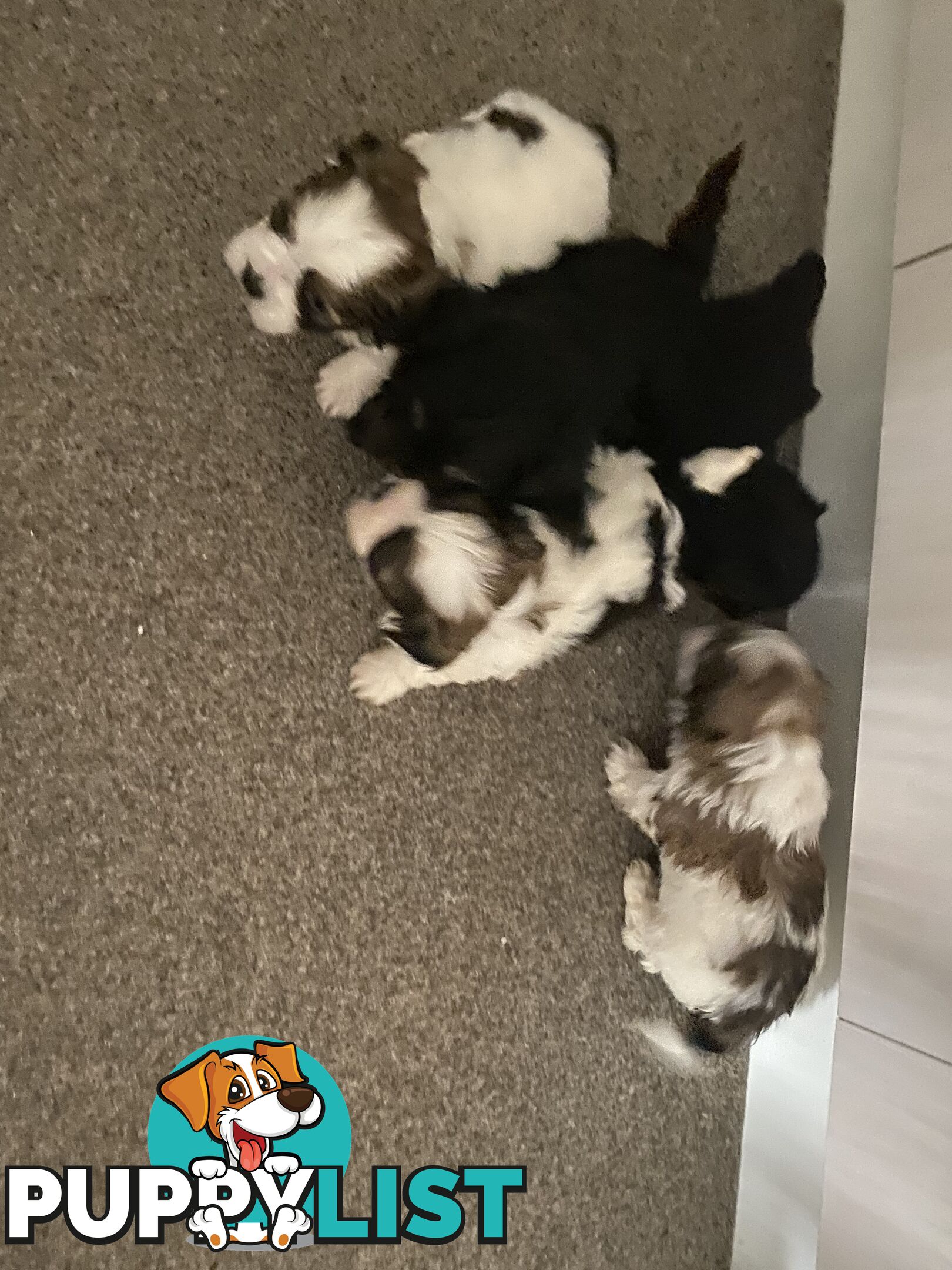 Maltese Shitzu pups