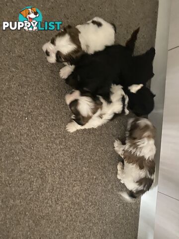 Maltese Shitzu pups