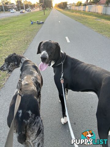 Pure Bred Great Danes