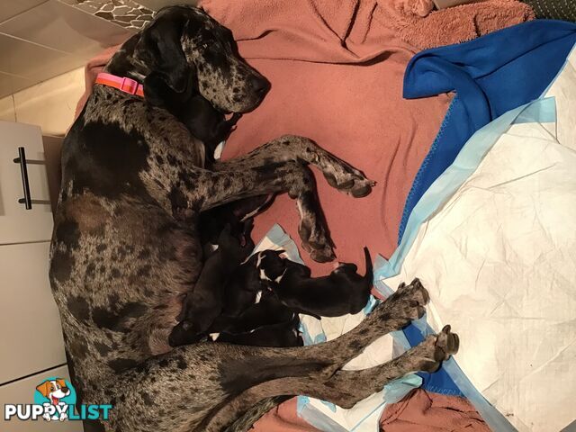 Pure Bred Great Danes