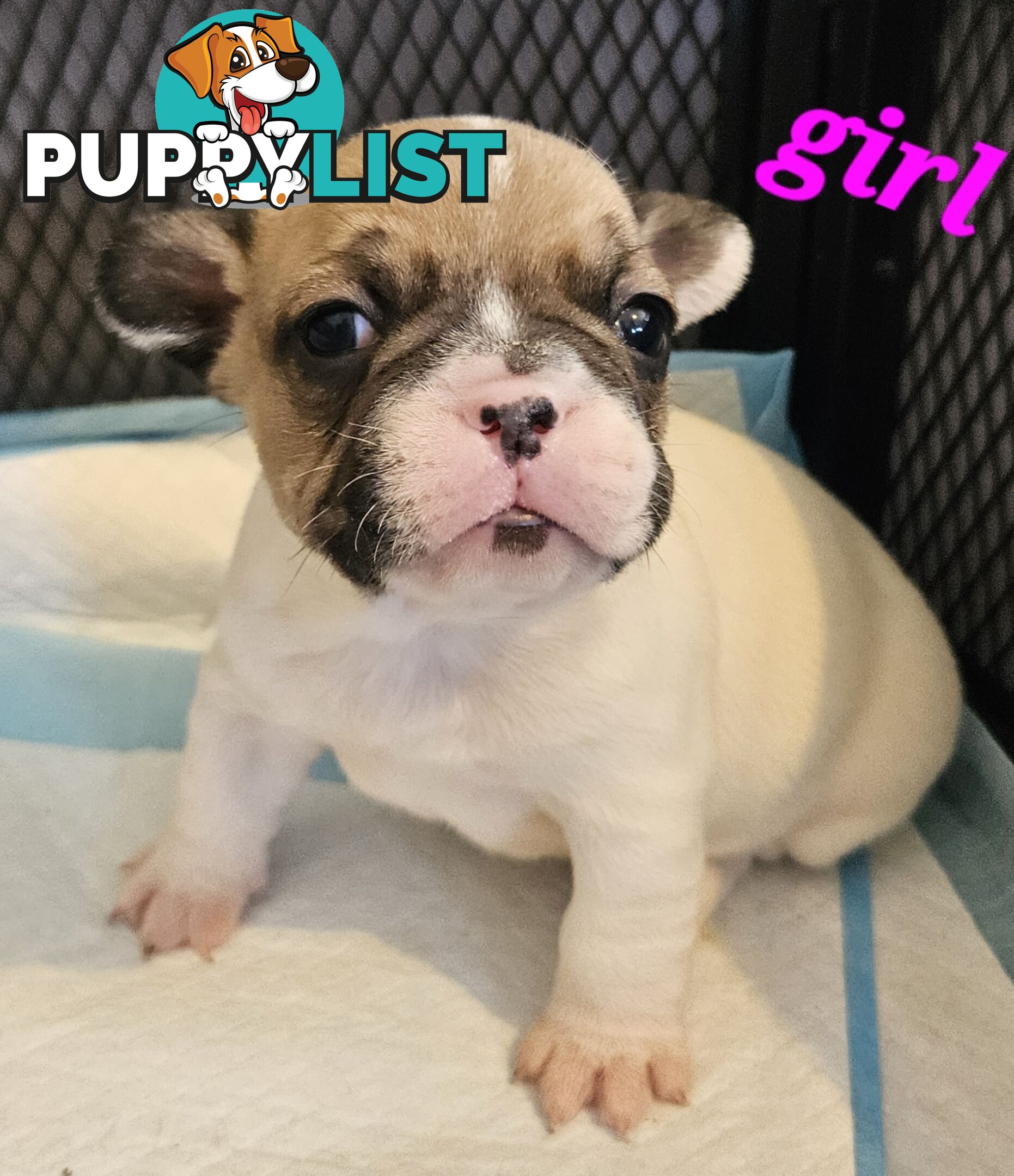 FABULOUS PURE BRED FRENCH BULLDOGS