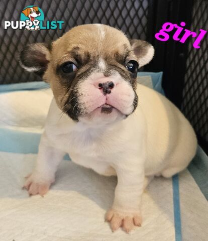 FABULOUS PURE BRED FRENCH BULLDOGS
