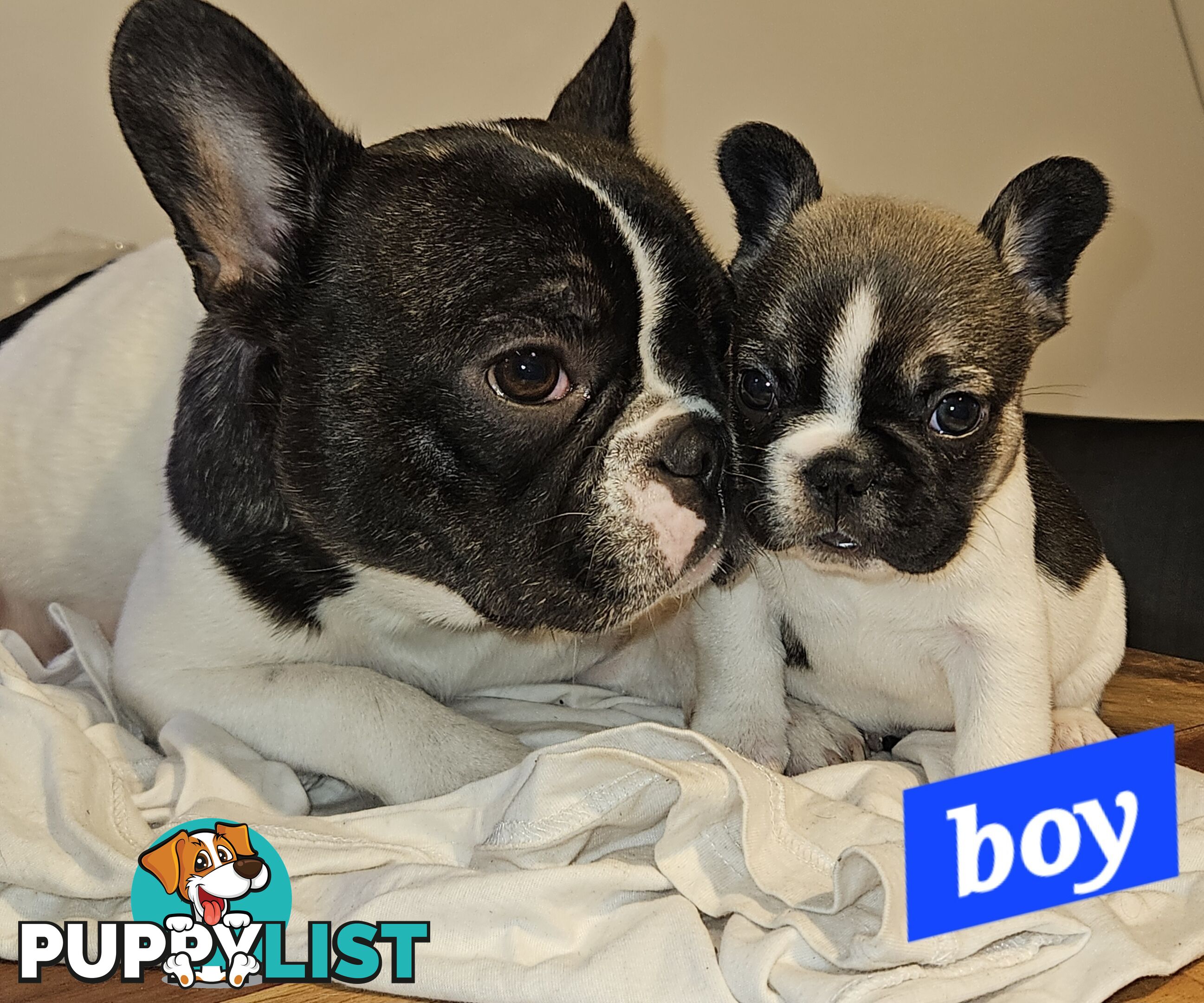 FABULOUS PURE BRED FRENCH BULLDOGS