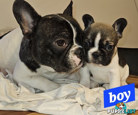 FABULOUS PURE BRED FRENCH BULLDOGS
