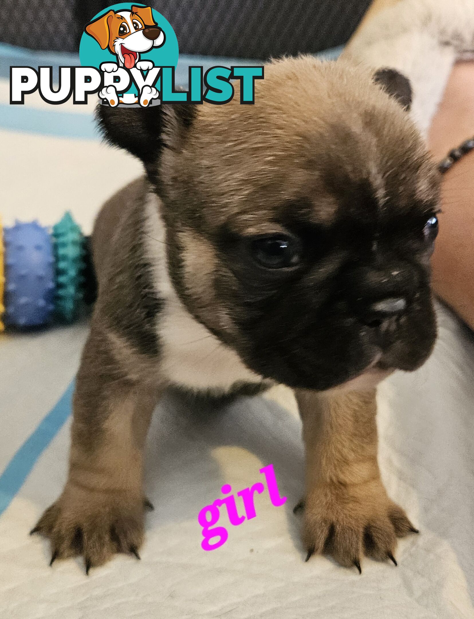 FABULOUS PURE BRED FRENCH BULLDOGS