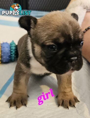 FABULOUS PURE BRED FRENCH BULLDOGS