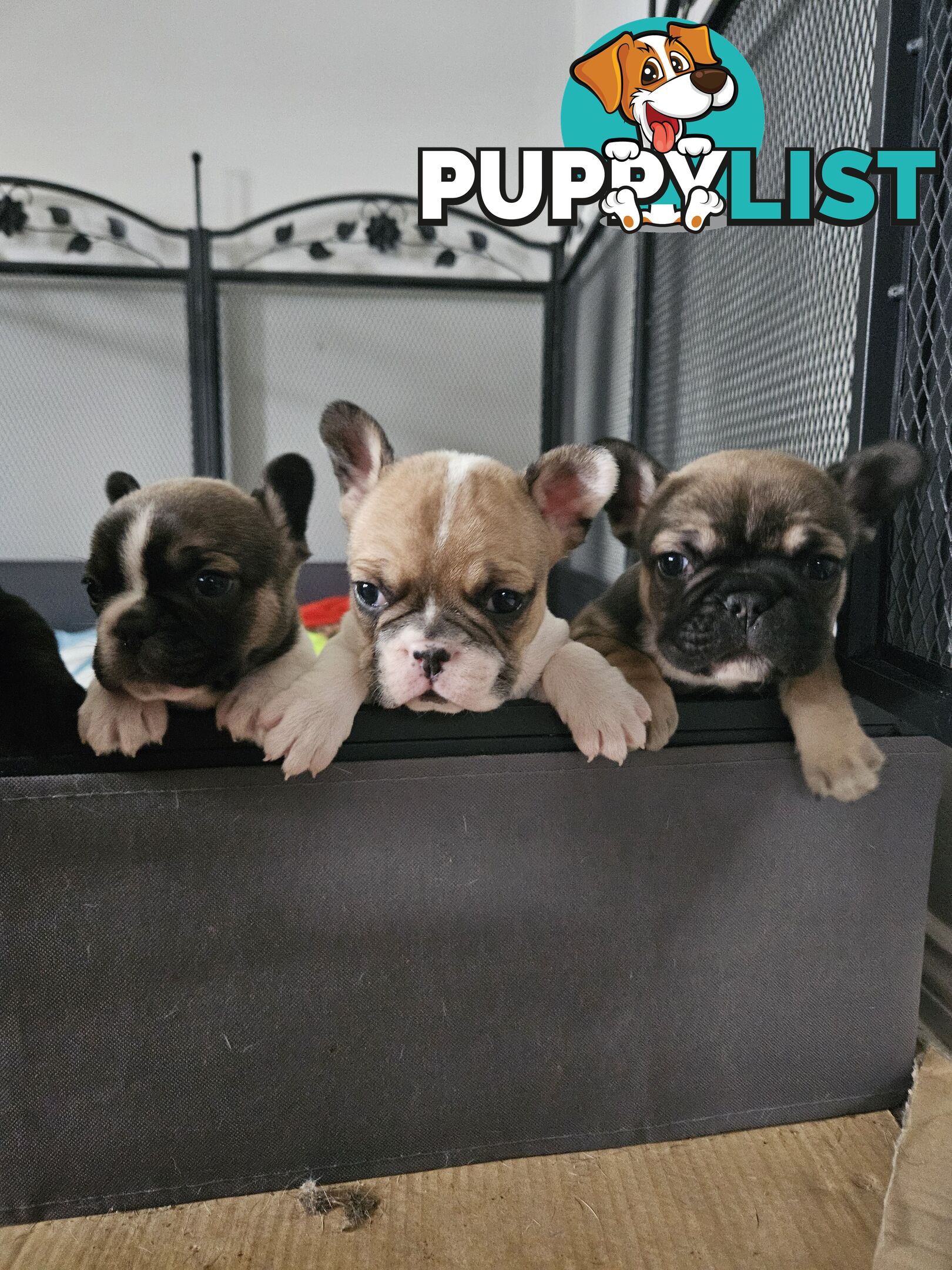 FABULOUS PURE BRED FRENCH BULLDOGS