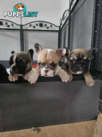 FABULOUS PURE BRED FRENCH BULLDOGS