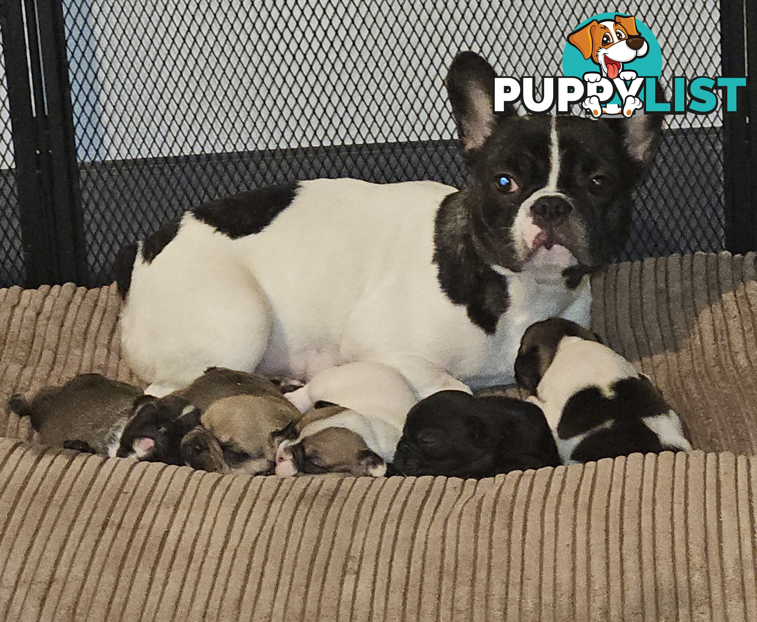 FABULOUS PURE BRED FRENCH BULLDOGS