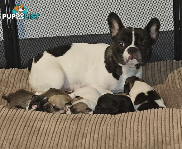 FABULOUS PURE BRED FRENCH BULLDOGS