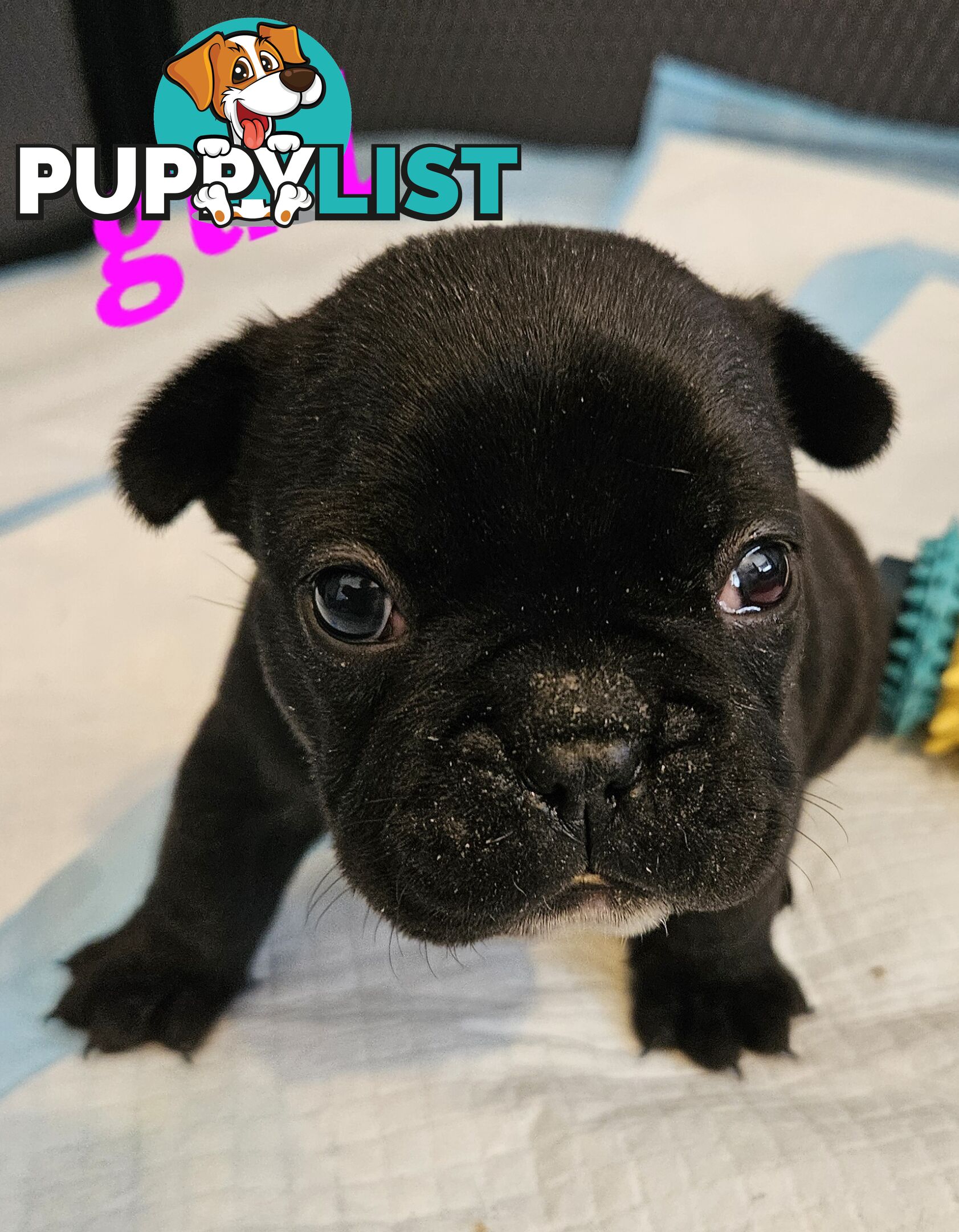 FABULOUS PURE BRED FRENCH BULLDOGS