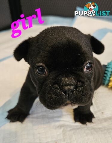 FABULOUS PURE BRED FRENCH BULLDOGS