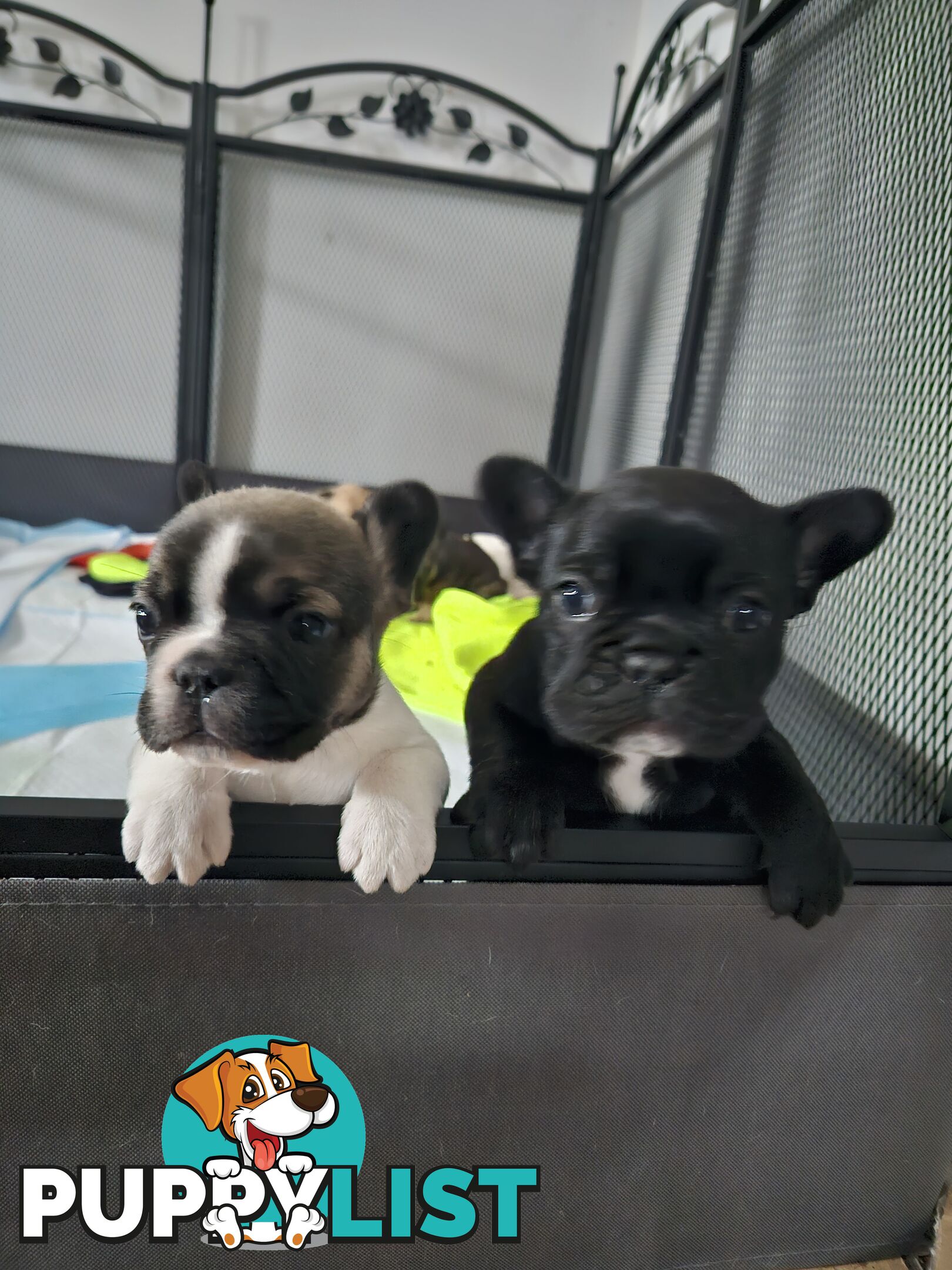 FABULOUS PURE BRED FRENCH BULLDOGS