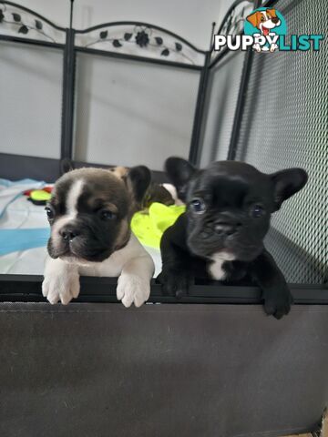 FABULOUS PURE BRED FRENCH BULLDOGS