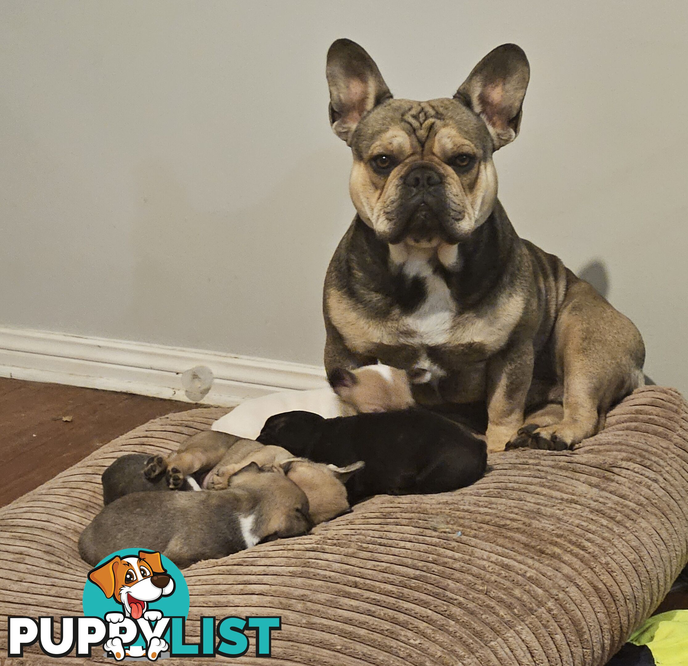 FABULOUS PURE BRED FRENCH BULLDOGS
