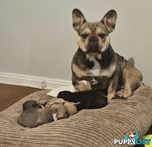 FABULOUS PURE BRED FRENCH BULLDOGS