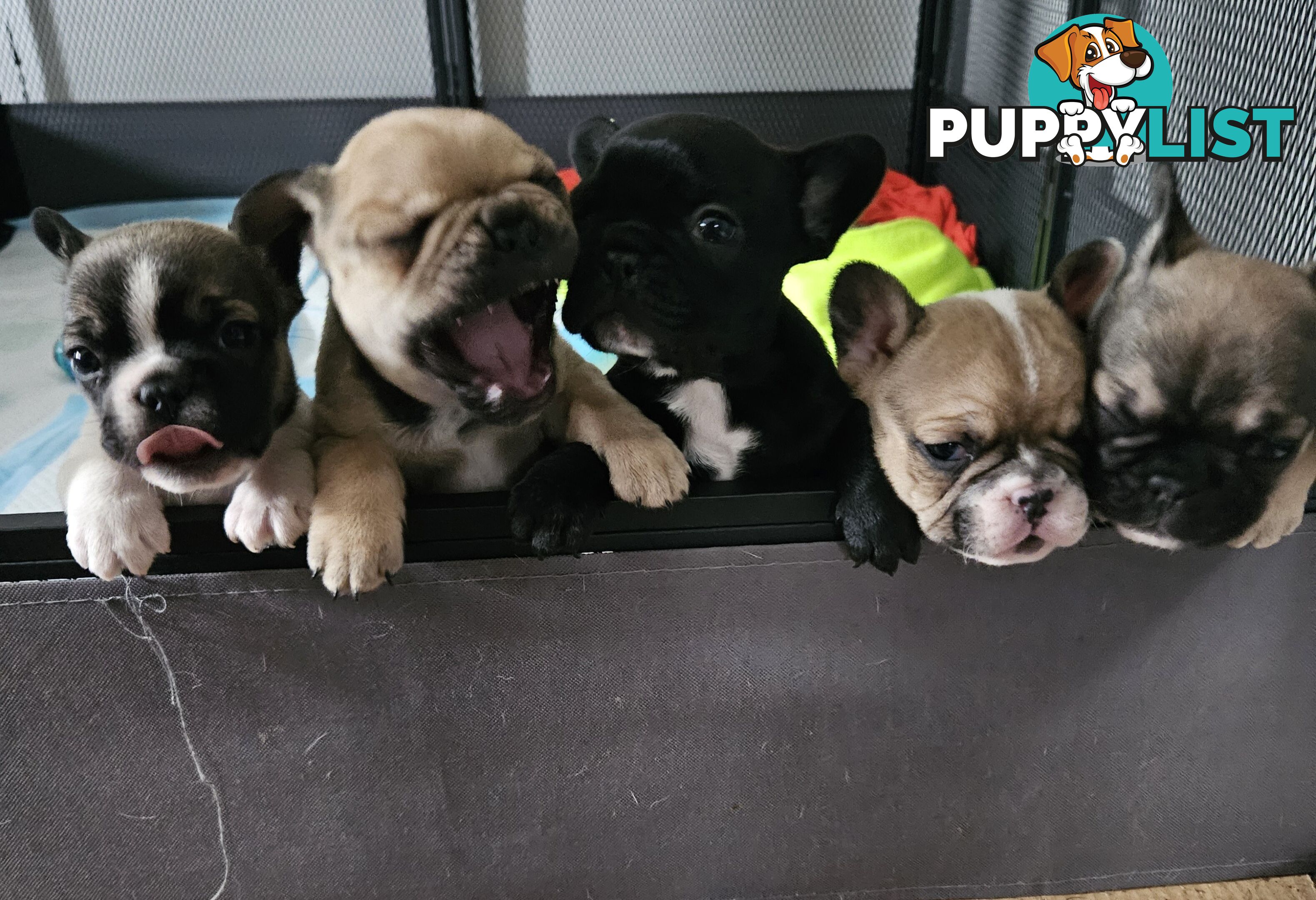 FABULOUS PURE BRED FRENCH BULLDOGS