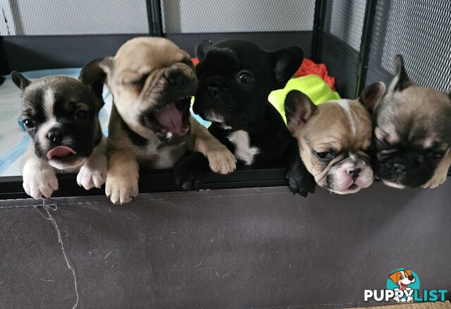 FABULOUS PURE BRED FRENCH BULLDOGS
