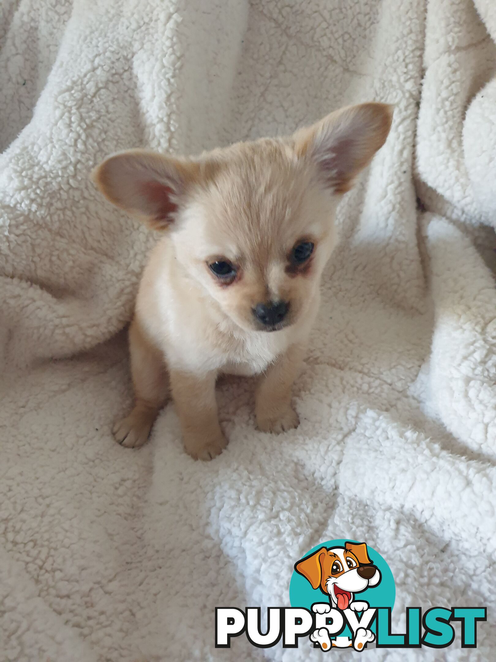French Bulldog cross Chihuahua Pups