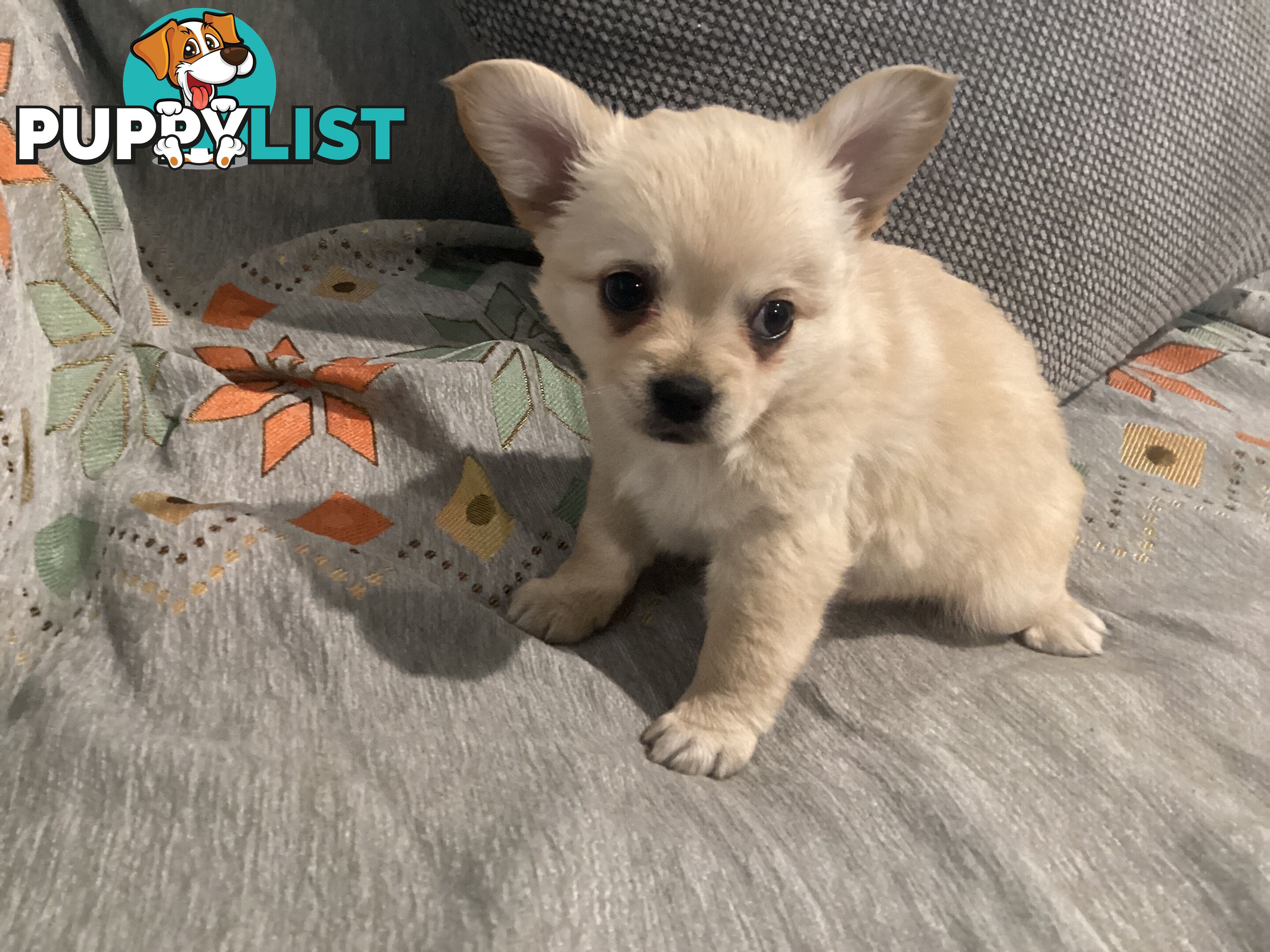 French Bulldog cross Chihuahua Pups