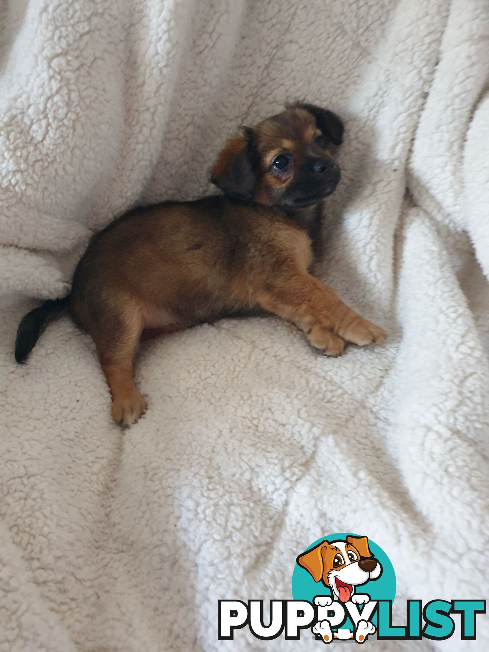 French Bulldog cross Chihuahua Pups