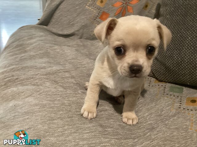 French Bulldog cross Chihuahua Pups