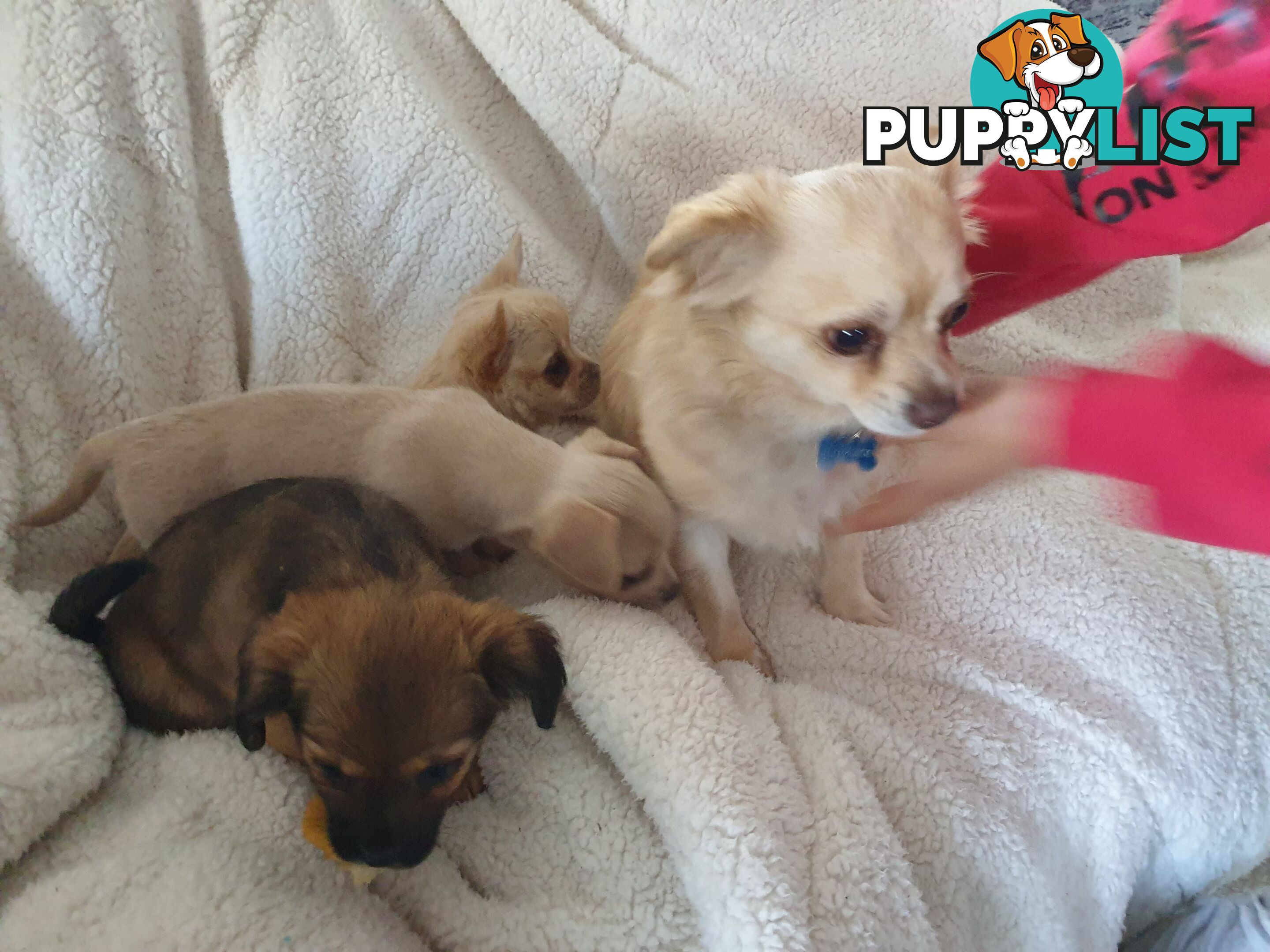French Bulldog cross Chihuahua Pups