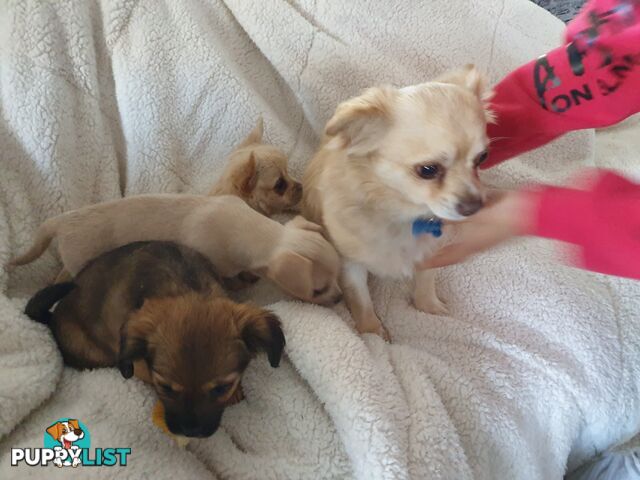 French Bulldog cross Chihuahua Pups