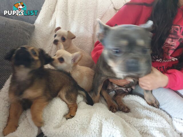 French Bulldog cross Chihuahua Pups