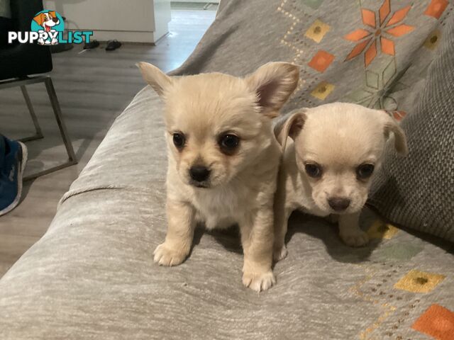 French Bulldog cross Chihuahua Pups