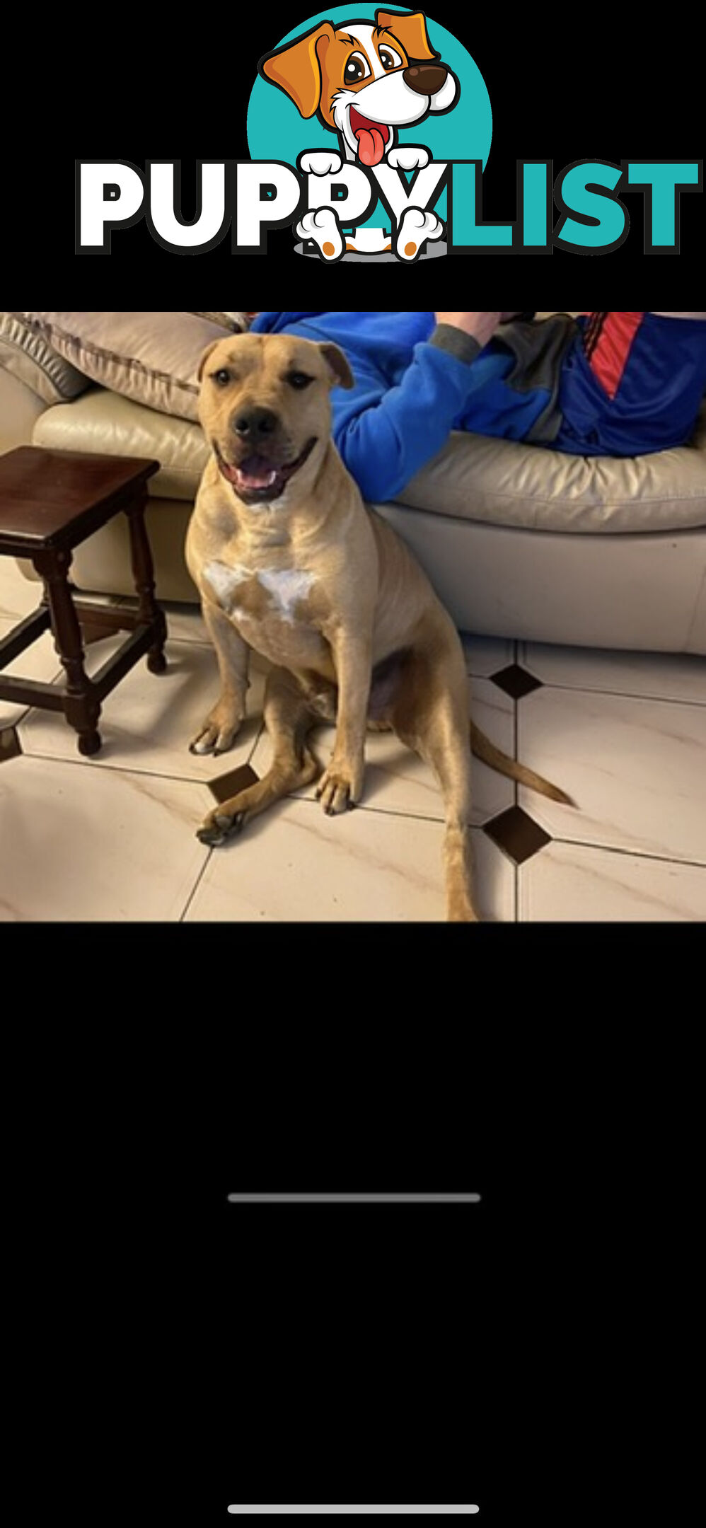 Rehome American Staffordshire