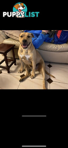 Rehome American Staffordshire