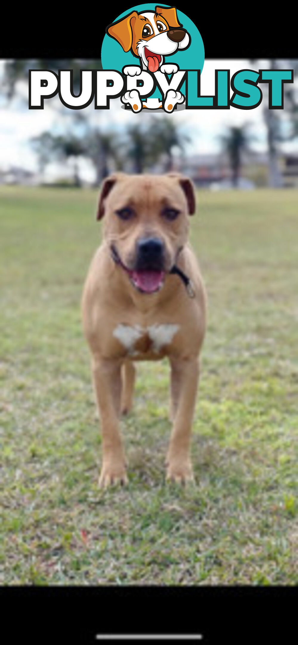 Rehome American Staffordshire