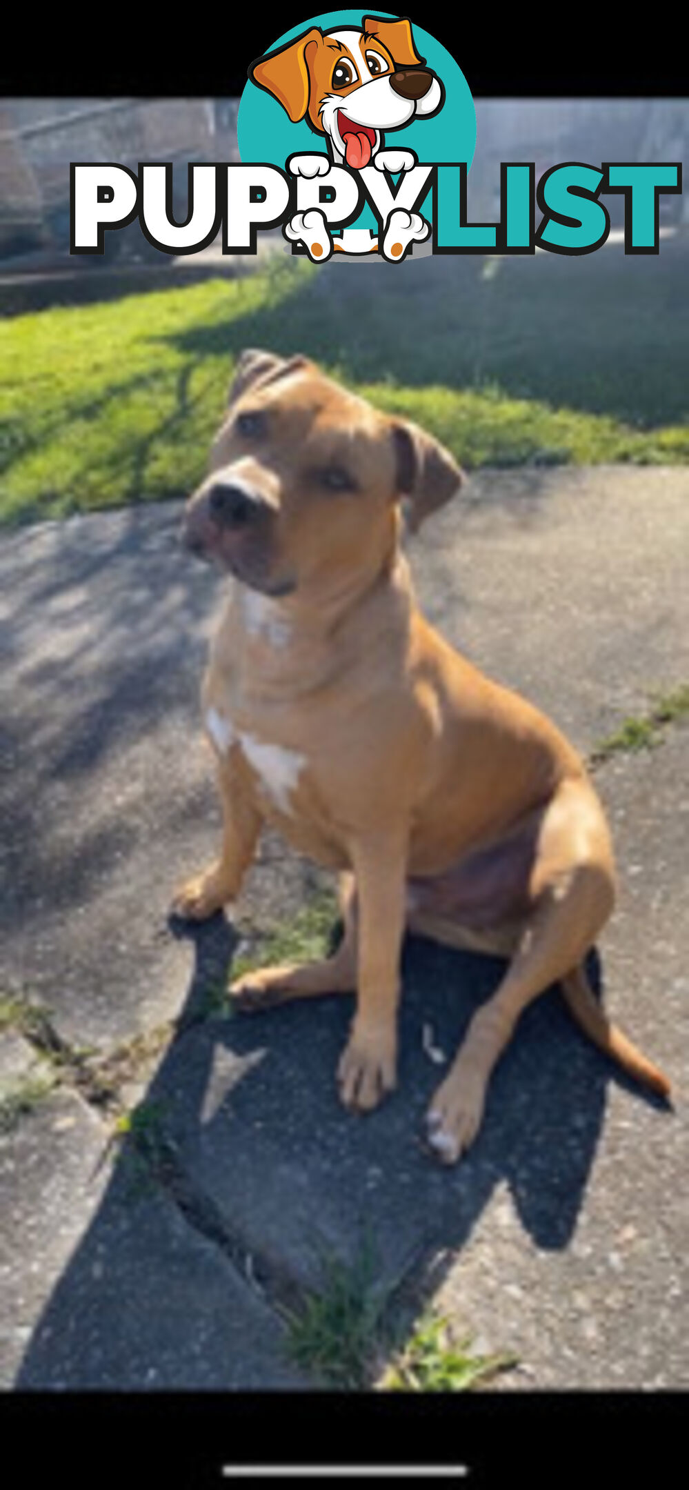 Rehome American Staffordshire