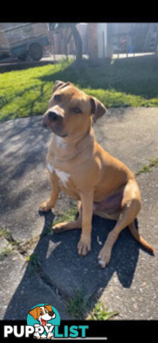 Rehome American Staffordshire
