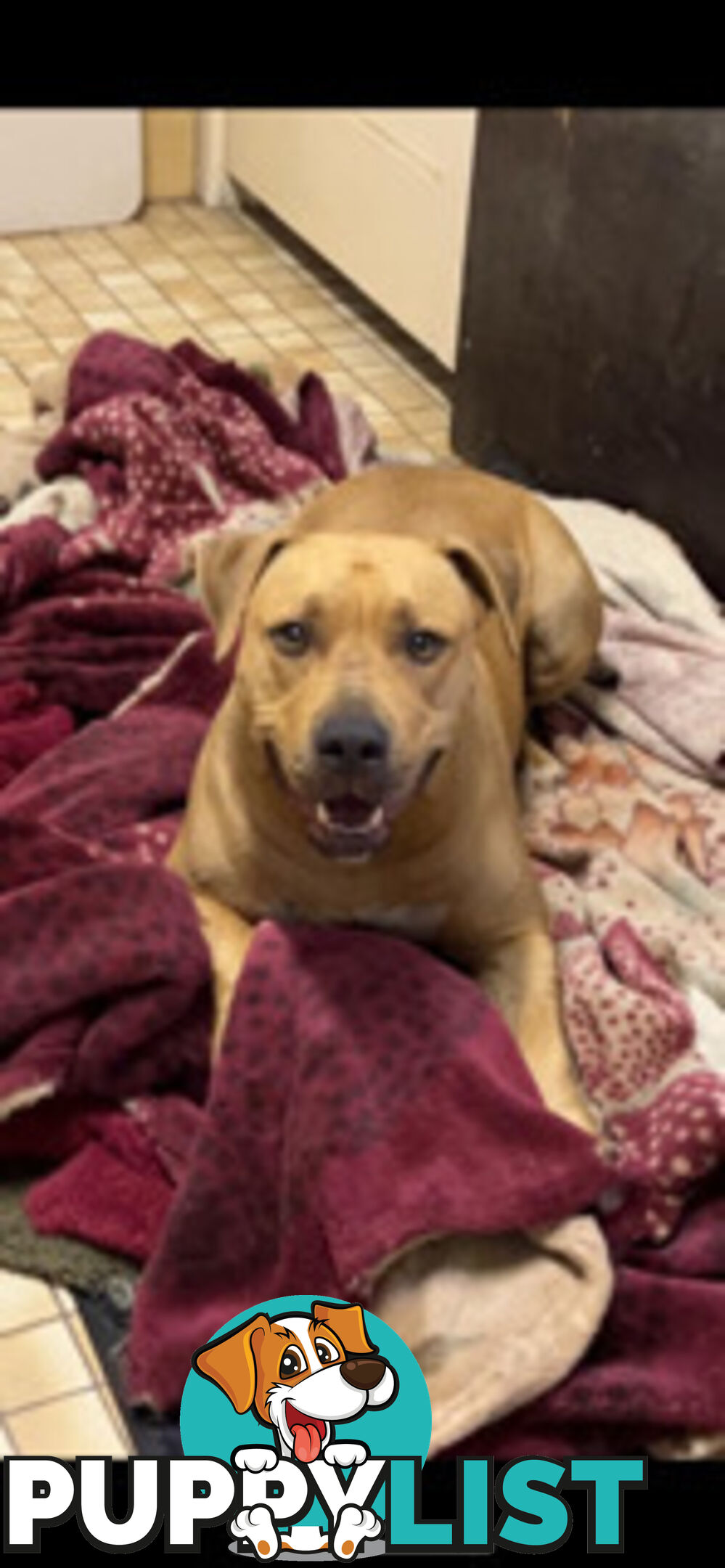 Rehome American Staffordshire