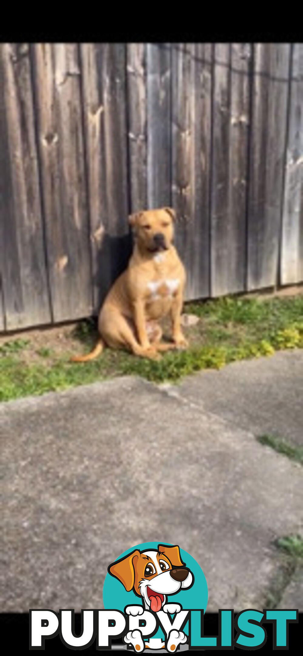 Rehome American Staffordshire