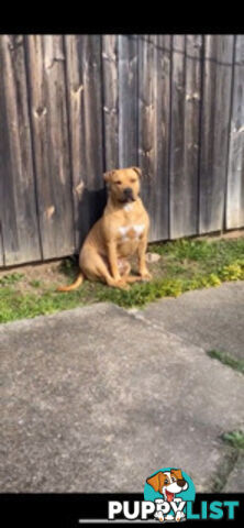 Rehome American Staffordshire