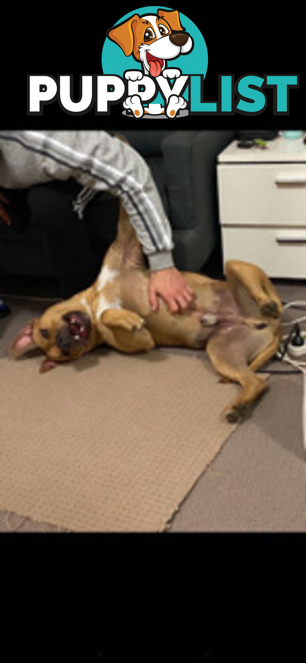 Rehome American Staffordshire