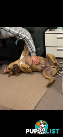 Rehome American Staffordshire